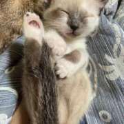 ヒメ日記 2025/09/07 10:49 投稿 れい 松戸人妻 MAD熟女