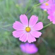 ヒメ日記 2025/10/03 18:06 投稿 星 鶯うぐ