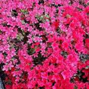 ヒメ日記 2026/04/22 11:56 投稿 星 鶯うぐ