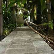 ヒメ日記 2025/10/31 00:27 投稿 なな バニーオンデマンド