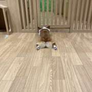 ヒメ日記 2025/11/17 12:17 投稿 なな バニーオンデマンド