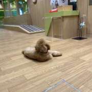 ヒメ日記 2025/11/28 22:18 投稿 なな バニーオンデマンド