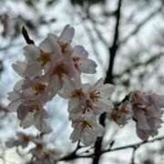 ヒメ日記 2026/03/26 16:42 投稿 長嶋なつ 五十路マダム愛されたい熟女たち岡山店（カサブランカグループ）