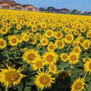 ヒメ日記 2025/08/03 09:11 投稿 三上 さな 30代40代50代と遊ぶなら博多人妻専科24時