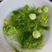 ヒメ日記 2025/10/18 09:39 投稿 三上 さな 30代40代50代と遊ぶなら博多人妻専科24時