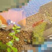 ヒメ日記 2025/11/29 12:31 投稿 三上 さな 30代40代50代と遊ぶなら博多人妻専科24時