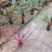 ヒメ日記 2025/12/09 15:35 投稿 三上 さな 30代40代50代と遊ぶなら博多人妻専科24時