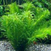 ヒメ日記 2025/12/13 09:48 投稿 三上 さな 30代40代50代と遊ぶなら博多人妻専科24時