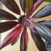 ヒメ日記 2025/12/15 12:27 投稿 三上 さな 30代40代50代と遊ぶなら博多人妻専科24時