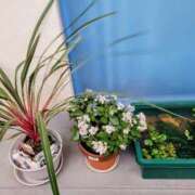 ヒメ日記 2025/12/25 09:34 投稿 三上 さな 30代40代50代と遊ぶなら博多人妻専科24時