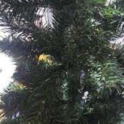 ヒメ日記 2025/12/31 13:46 投稿 三上 さな 30代40代50代と遊ぶなら博多人妻専科24時