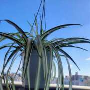 ヒメ日記 2026/01/06 12:20 投稿 三上 さな 30代40代50代と遊ぶなら博多人妻専科24時