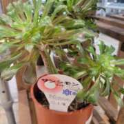 ヒメ日記 2026/01/14 16:42 投稿 三上 さな 30代40代50代と遊ぶなら博多人妻専科24時