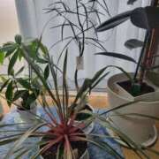 ヒメ日記 2026/01/23 14:21 投稿 三上 さな 30代40代50代と遊ぶなら博多人妻専科24時