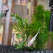 ヒメ日記 2026/01/24 23:35 投稿 三上 さな 30代40代50代と遊ぶなら博多人妻専科24時