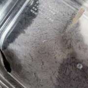 ヒメ日記 2026/04/11 23:05 投稿 三上 さな 30代40代50代と遊ぶなら博多人妻専科24時