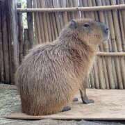 ヒメ日記 2025/07/21 21:46 投稿 みな ぼくらのデリヘルランドin久喜店