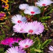 ヒメ日記 2025/10/14 08:47 投稿 すずめ デリバリーヘルス熊本インターちゃんこ