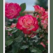 ヒメ日記 2025/11/06 19:49 投稿 すずめ デリバリーヘルス熊本インターちゃんこ