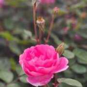 ヒメ日記 2025/11/11 08:59 投稿 すずめ デリバリーヘルス熊本インターちゃんこ