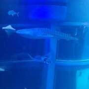 土屋綾香 おはようございます。 五十路マダム愛されたい熟女たち 津山店