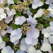 ヒメ日記 2025/06/24 08:26 投稿 梨々花（りりか） PLUS難波店