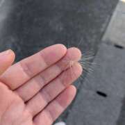 ヒメ日記 2025/08/03 17:15 投稿 藤原 ともみ 熟女パラダイス鶯谷店(カサブランカグループ)