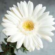 ヒメ日記 2025/10/26 12:01 投稿 せな 神戸人妻援護会