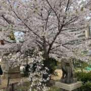 ヒメ日記 2026/04/11 09:04 投稿 はなみ 逆電車ごっこ ～GLAMOROUS TRAIN～
