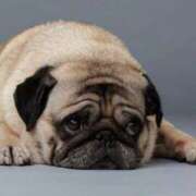 ヒメ日記 2025/08/26 21:08 投稿 小島ちほ 月の真珠-新宿-