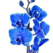 ヒメ日記 2025/09/23 21:56 投稿 きこ club さくら日本橋店