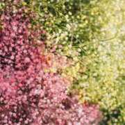 ヒメ日記 2025/09/07 20:15 投稿 かすみ タレントCLUB