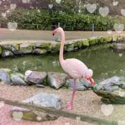 ヒメ日記 2025/07/06 09:36 投稿 さくや 北九州人妻倶楽部（三十路、四十路、五十路）