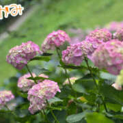 ヒメ日記 2025/06/27 17:49 投稿 三上 メガフォース