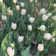 ヒメ日記 2025/08/29 21:57 投稿 夏川由良 お姉さんCLUB