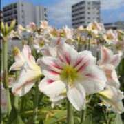 ヒメ日記 2026/05/28 14:24 投稿 あすか★沖縄の綺麗な姉系人妻 かりゆしOLの秘密【20代沖縄美女多数在籍-デリヘル×ヌードエステ】