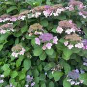 ヒメ日記 2025/08/13 21:35 投稿 桜庭ねね（さくらば ねね） 桃色奥様(佐賀)