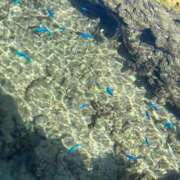 ヒメ日記 2025/08/16 02:35 投稿 桜庭ねね（さくらば ねね） 桃色奥様(佐賀)