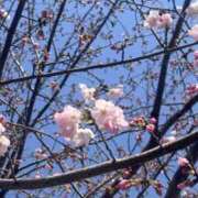 みさき お久しぶりです🌸 花夫人