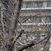 ヒメ日記 2026/03/24 15:26 投稿 のぞみ 品川ミセスアロマ（ユメオト）