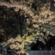 ヒメ日記 2026/03/28 22:16 投稿 のぞみ 品川ミセスアロマ（ユメオト）