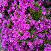 ヒメ日記 2025/06/16 11:40 投稿 えりか 奥鉄オクテツ神奈川店（デリヘル市場グループ）