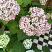 ヒメ日記 2025/06/20 11:50 投稿 えりか 奥鉄オクテツ神奈川店（デリヘル市場グループ）