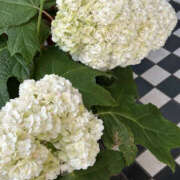 ヒメ日記 2025/07/22 11:15 投稿 えりか 奥鉄オクテツ神奈川店（デリヘル市場グループ）