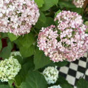 ヒメ日記 2025/08/07 21:20 投稿 えりか 奥鉄オクテツ神奈川店（デリヘル市場グループ）