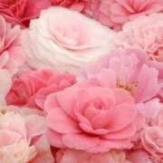 ヒメ日記 2025/08/20 09:51 投稿 西宮みほ YESグループ水戸　華女