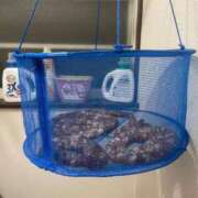 ヒメ日記 2025/07/06 12:16 投稿 むぎ【業界未経験】 茨城水戸ちゃんこ