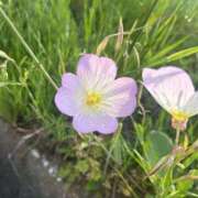 ヒメ日記 2025/07/30 15:00 投稿 まい 千葉人妻セレブリティ（ユメオト）