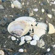 ヒメ日記 2025/08/08 13:00 投稿 まい 千葉人妻セレブリティ（ユメオト）