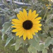 ヒメ日記 2025/10/07 04:00 投稿 まい 千葉人妻セレブリティ（ユメオト）